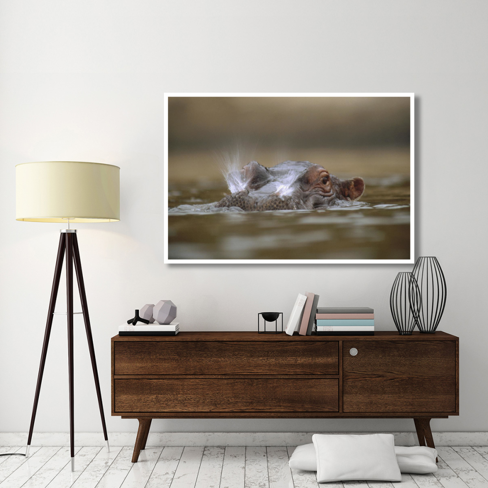 Hippopotamus breathing at water surface, Kenya-Paper Art-62&quotx42"