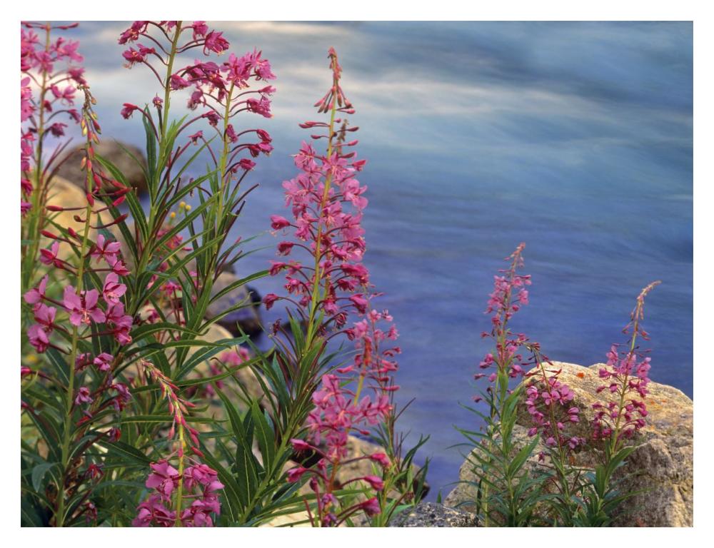 Fireweed against flowing stream, North America-Paper Art-18"x14"
