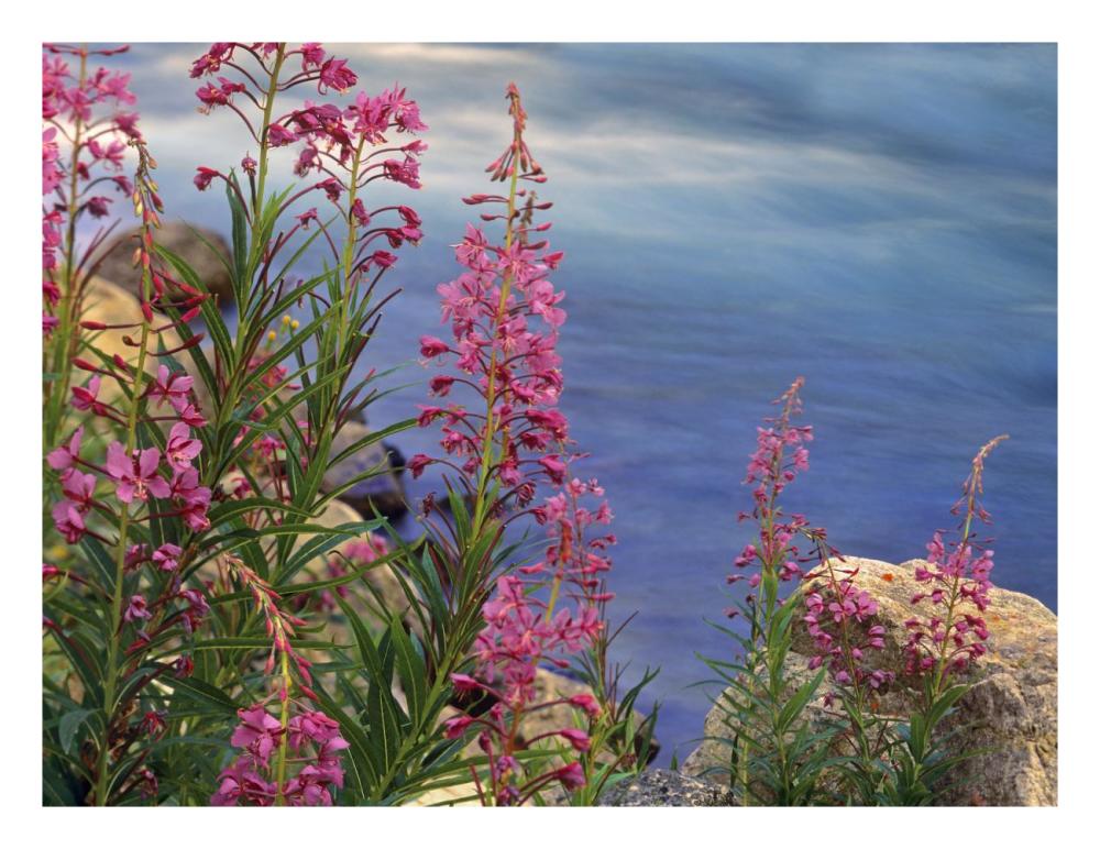 Fireweed against flowing stream, North America-Paper Art-26"x20"