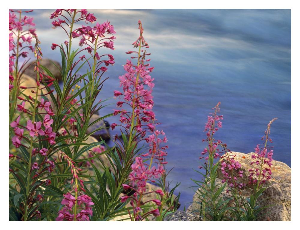 Fireweed against flowing stream, North America-Paper Art-34"x26"