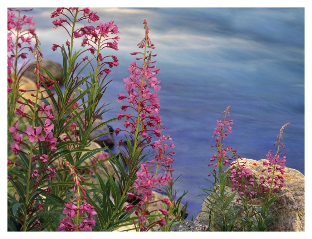 Fireweed against flowing stream, North America-Paper Art-42"x32"