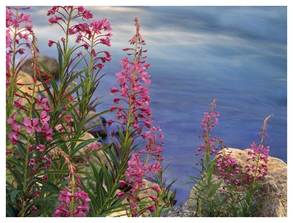 Fireweed against flowing stream, North America-Paper Art-50"x38"