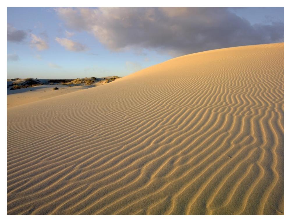 Sand dune, Monahans Sandhills State Park, Texas-Paper Art-42"x32"
