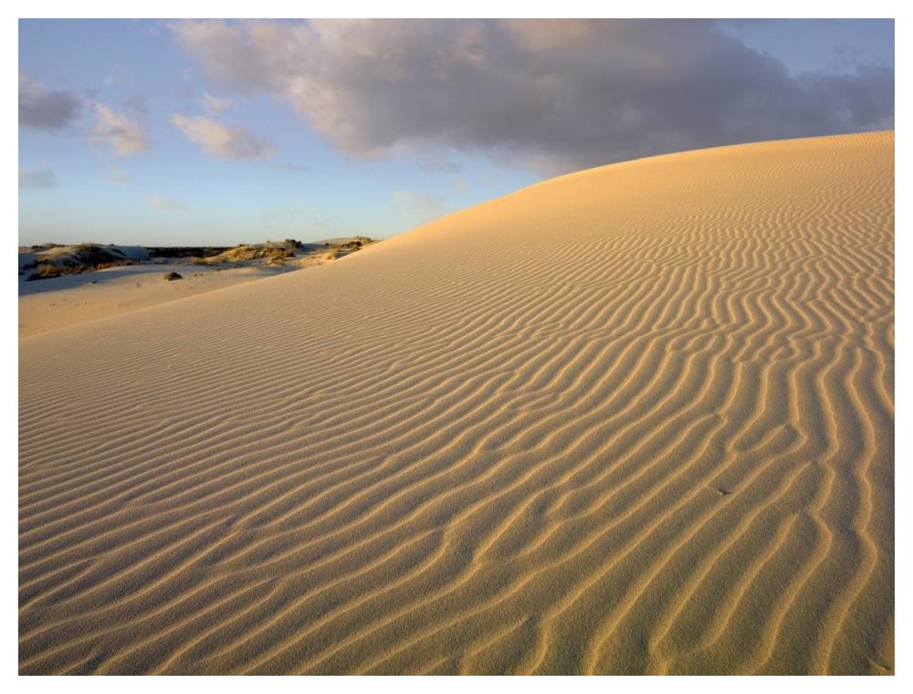 Sand dune, Monahans Sandhills State Park, Texas-Paper Art-50"x38"