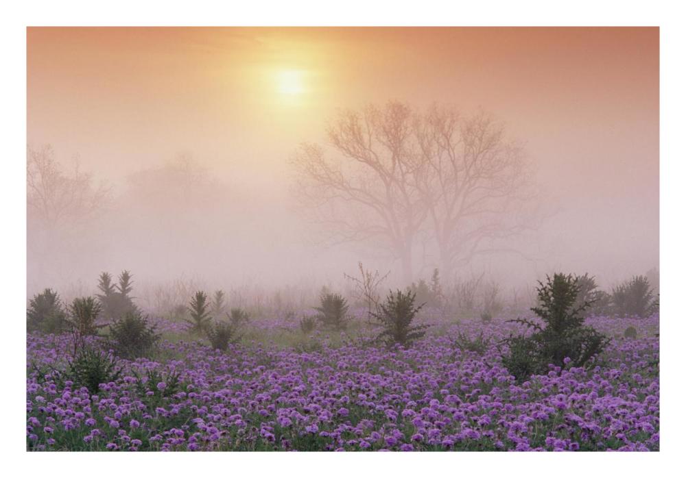 Sand Verbena foggy sunrise, Hill Country, Texas-Paper Art-26"x18"