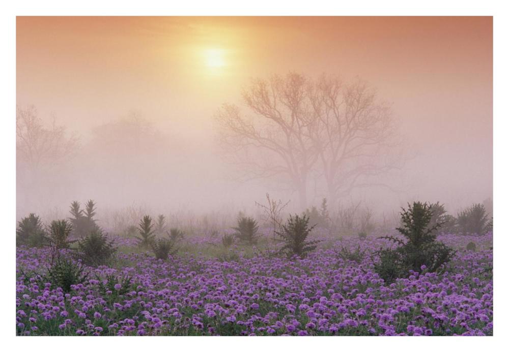 Sand Verbena foggy sunrise, Hill Country, Texas-Paper Art-32"x22"