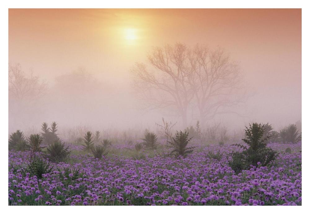 Sand Verbena foggy sunrise, Hill Country, Texas-Paper Art-38"x26"