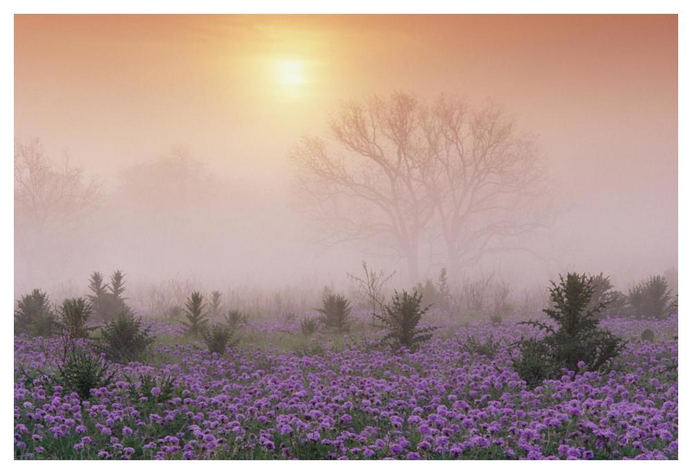 Sand Verbena foggy sunrise, Hill Country, Texas-Paper Art-50"x34"