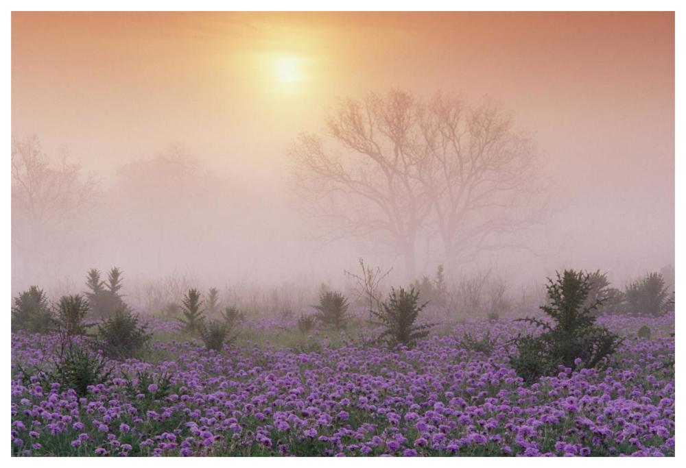 Sand Verbena foggy sunrise, Hill Country, Texas-Paper Art-62"x42"
