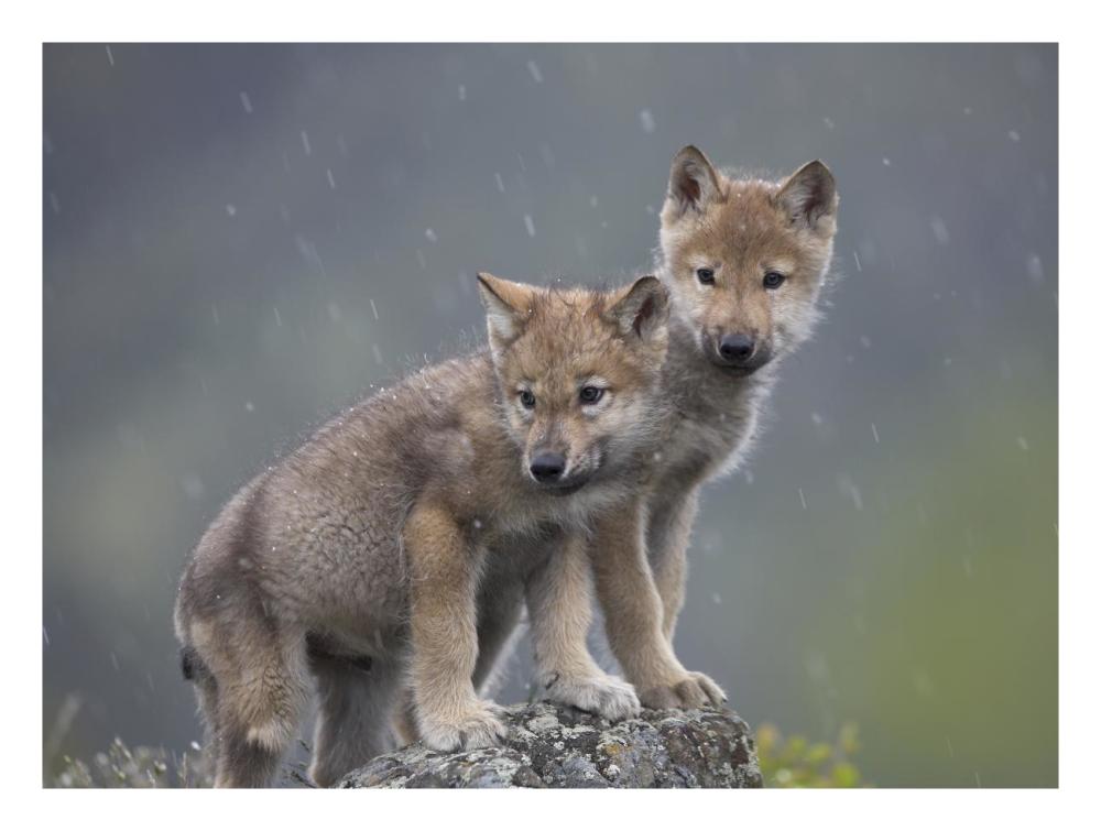 Gray Wolf pups in light snowfall, North America-Paper Art-26"x20"