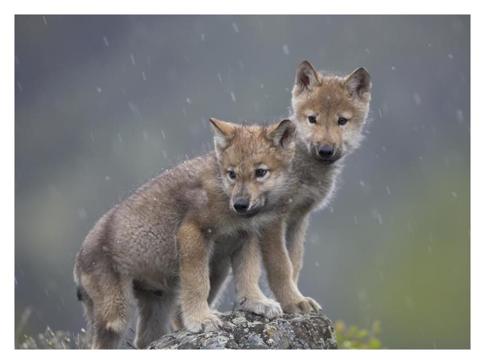 Gray Wolf pups in light snowfall, North America-Paper Art-34"x26"