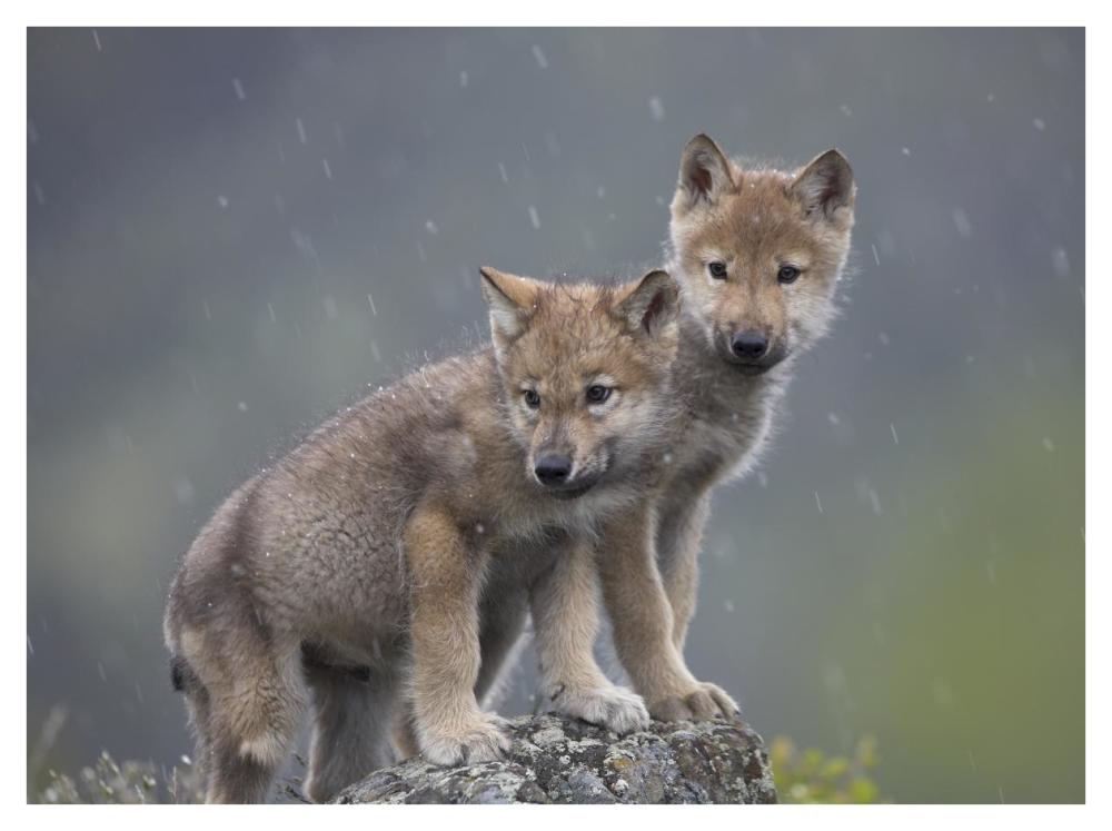Gray Wolf pups in light snowfall, North America-Paper Art-42"x32"
