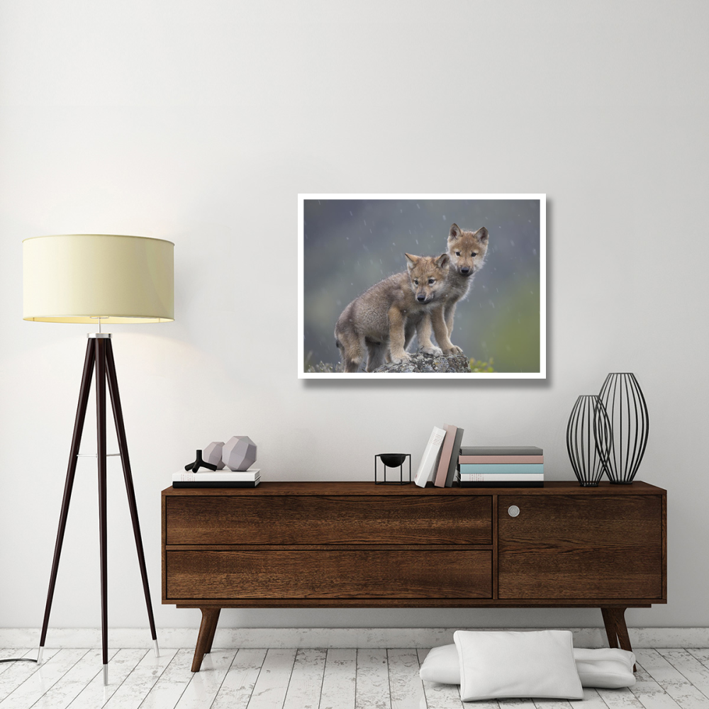 Gray Wolf pups in light snowfall, North America-Paper Art-42&quotx32"