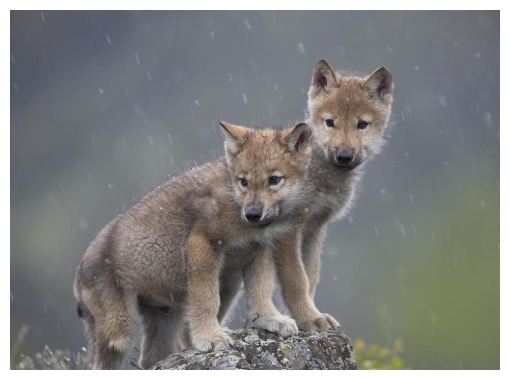 Gray Wolf pups in light snowfall, North America-Paper Art-50"x38"