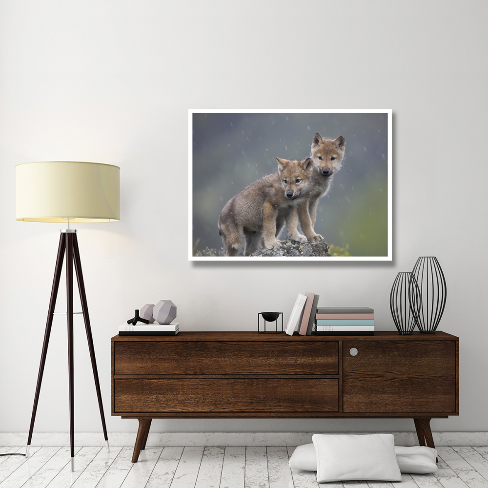 Gray Wolf pups in light snowfall, North America-Paper Art-50&quotx38"