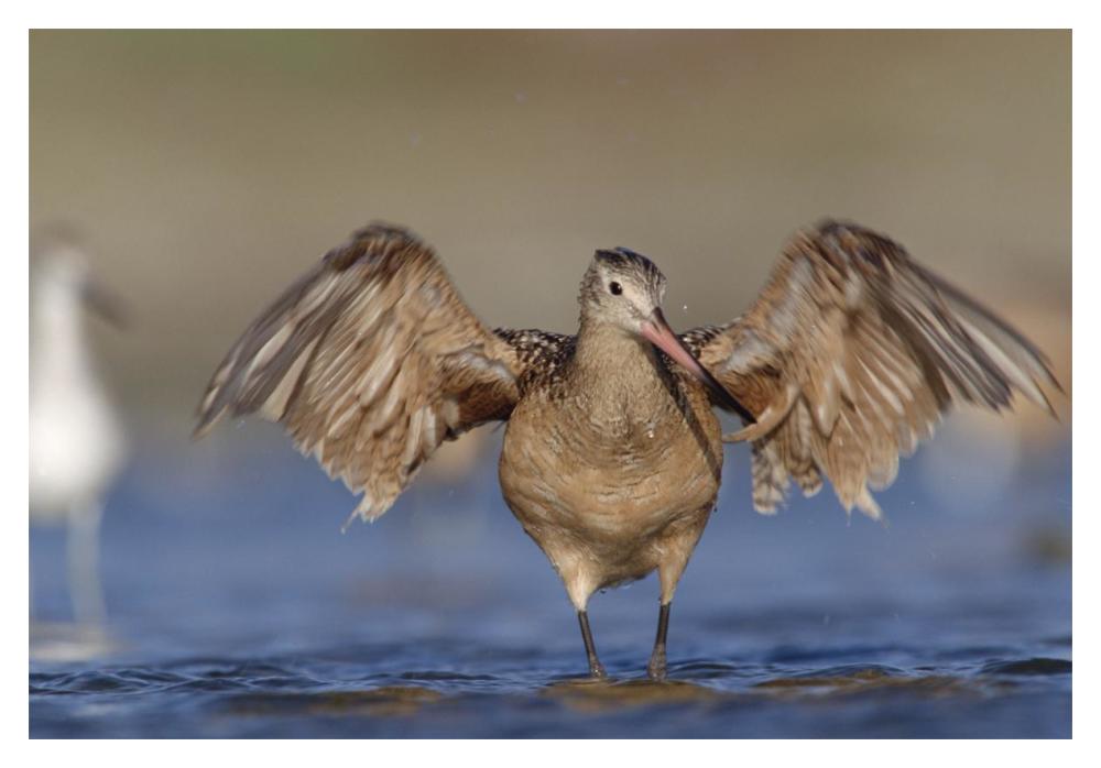 Marbled Godwit stretching its wings, California-Paper Art-20"x14"