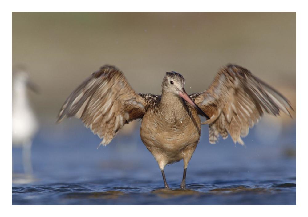 Marbled Godwit stretching its wings, California-Paper Art-26"x18"
