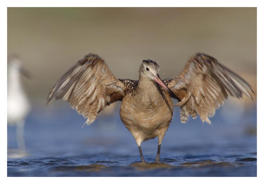 Marbled Godwit stretching its wings, California-Paper Art-38"x26"