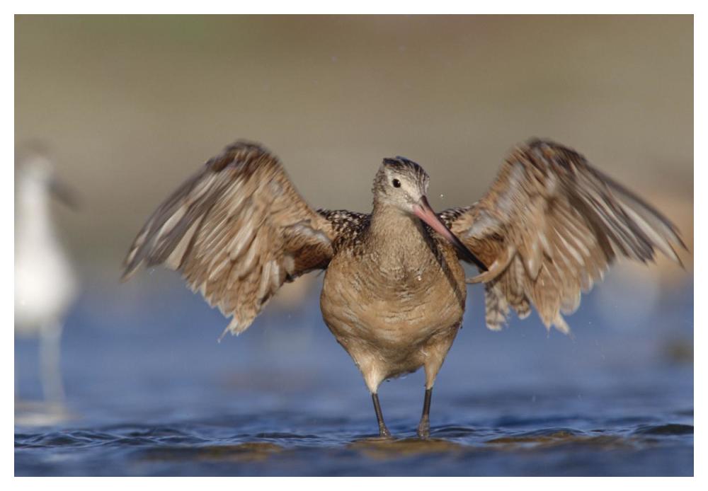 Marbled Godwit stretching its wings, California-Paper Art-50"x34"