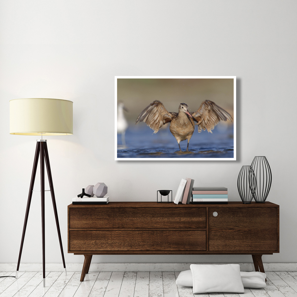 Marbled Godwit stretching its wings, California-Paper Art-50&quotx34"
