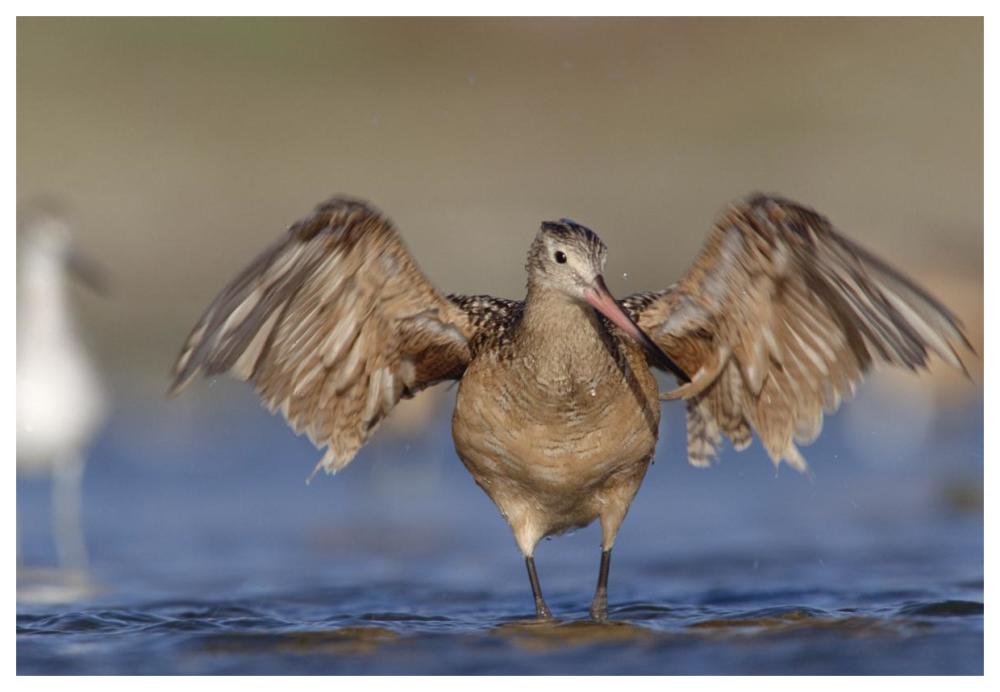 Marbled Godwit stretching its wings, California-Paper Art-62"x42"