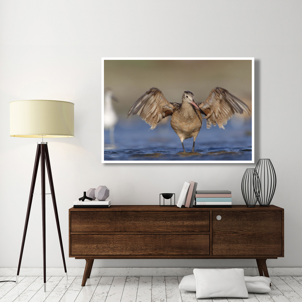 Marbled Godwit stretching its wings, California-Paper Art-62&quotx42"