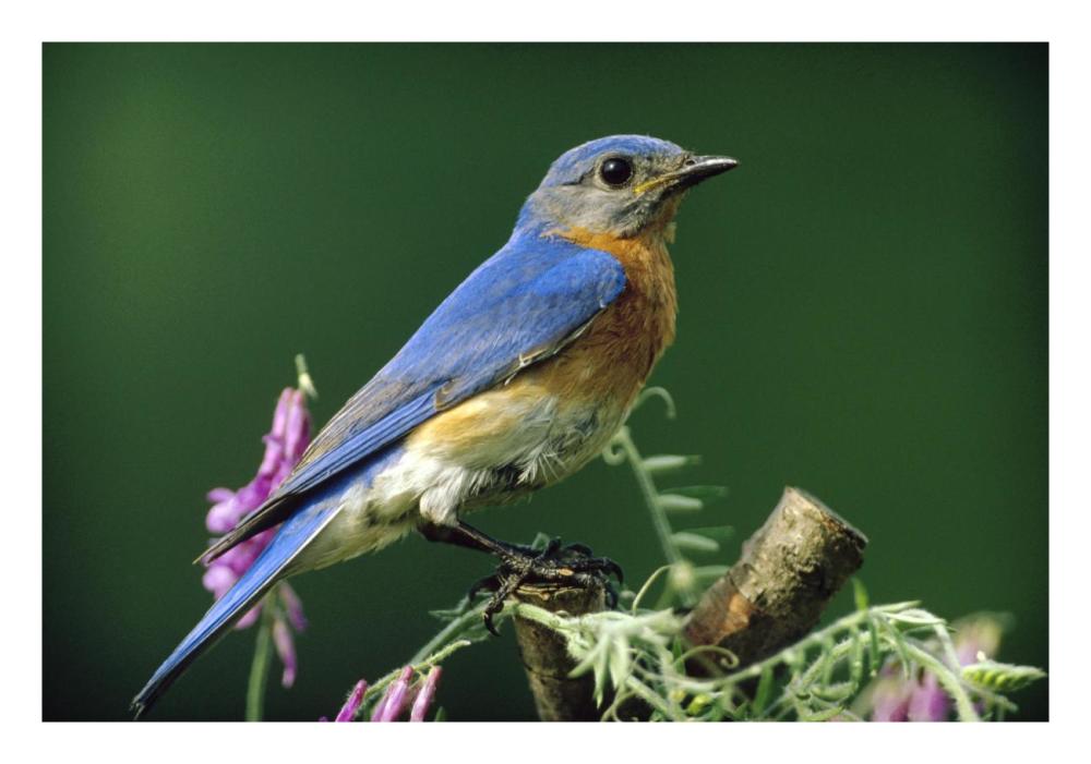 Eastern Bluebird male portrait, Ontario, Canada-Paper Art-26"x18"