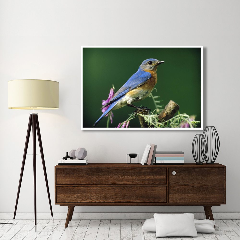 Eastern Bluebird male portrait, Ontario, Canada-Paper Art-62&quotx42"