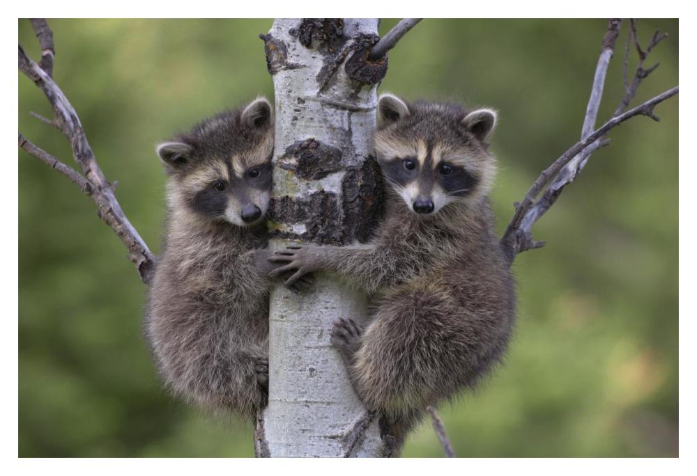 Raccoon two babies climbing tree, North America-Paper Art-20"x14"