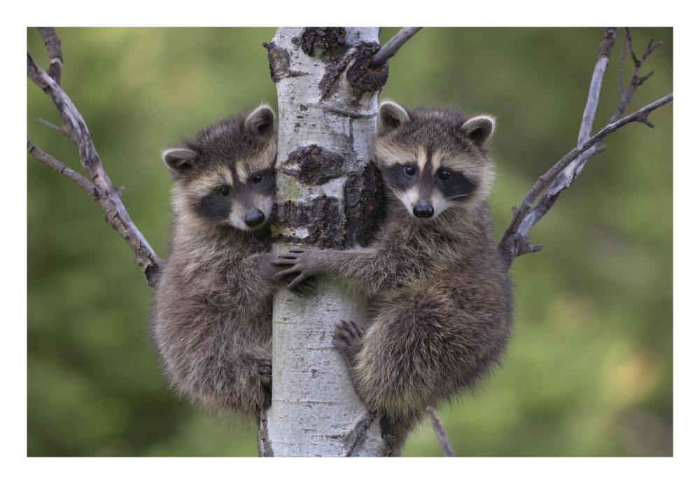 Raccoon two babies climbing tree, North America-Paper Art-26"x18"