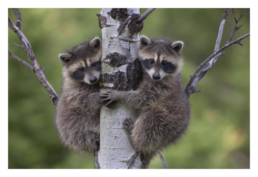 Raccoon two babies climbing tree, North America-Paper Art-32"x22"