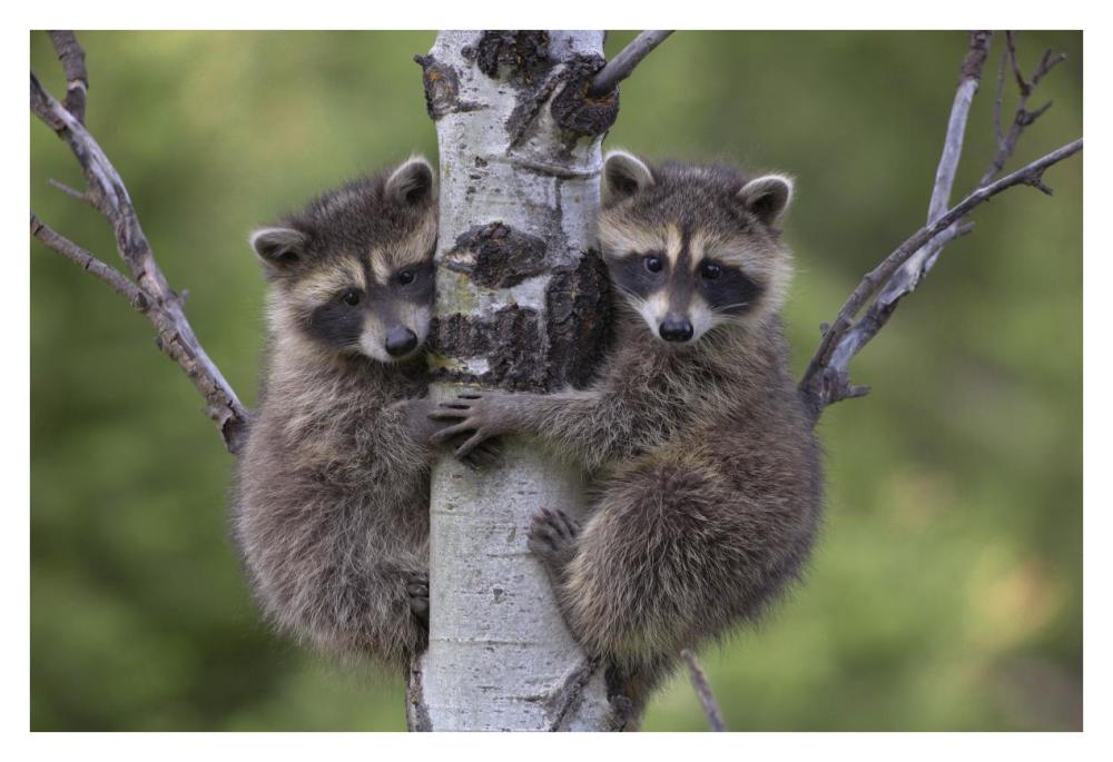 Raccoon two babies climbing tree, North America-Paper Art-38"x26"