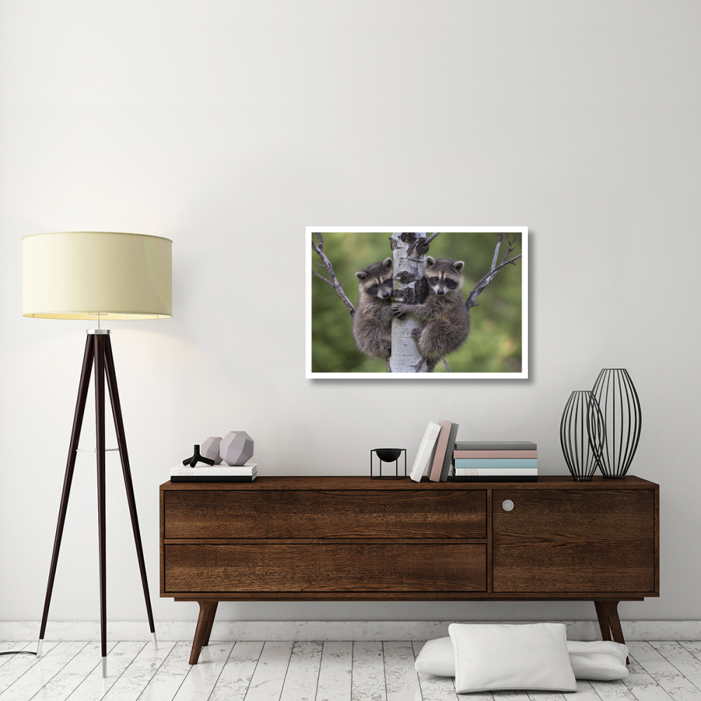 Raccoon two babies climbing tree, North America-Paper Art-38&quotx26"