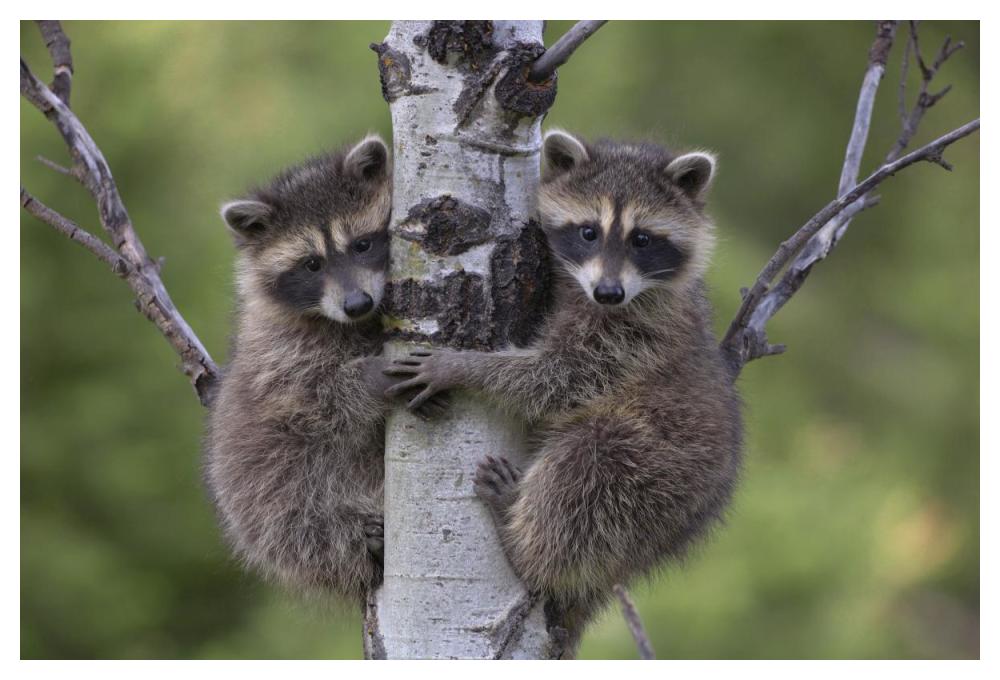 Raccoon two babies climbing tree, North America-Paper Art-50"x34"