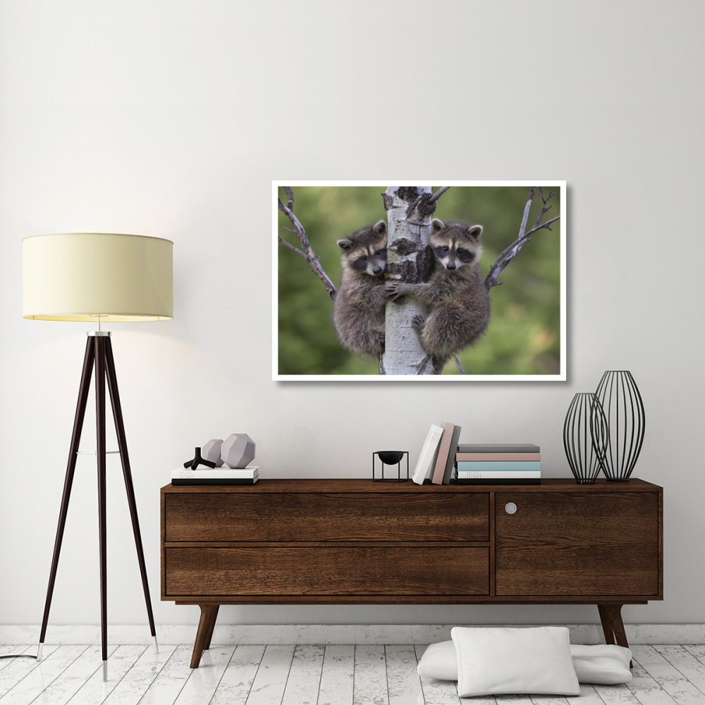 Raccoon two babies climbing tree, North America-Paper Art-50&quotx34"