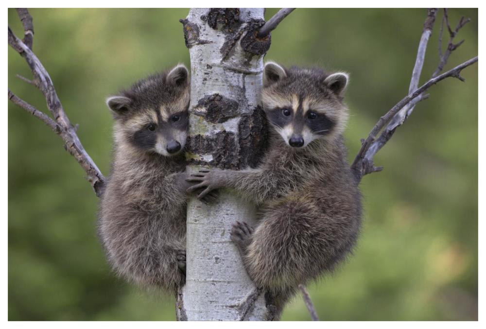 Raccoon two babies climbing tree, North America-Paper Art-62"x42"