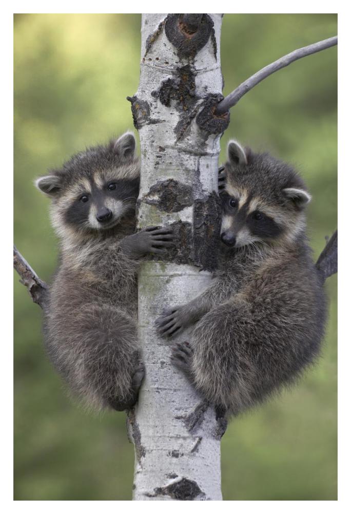 Raccoon two babies climbing tree, North America-Paper Art-14"x20"