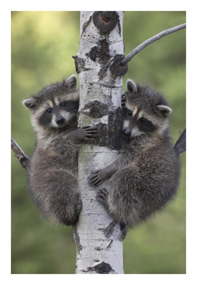 Raccoon two babies climbing tree, North America-Paper Art-18"x26"