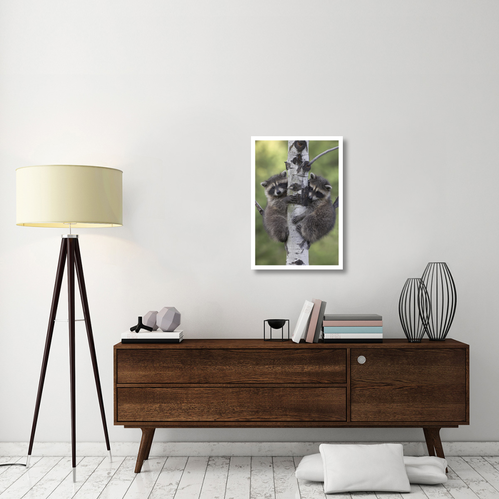 Raccoon two babies climbing tree, North America-Paper Art-22&quotx32"