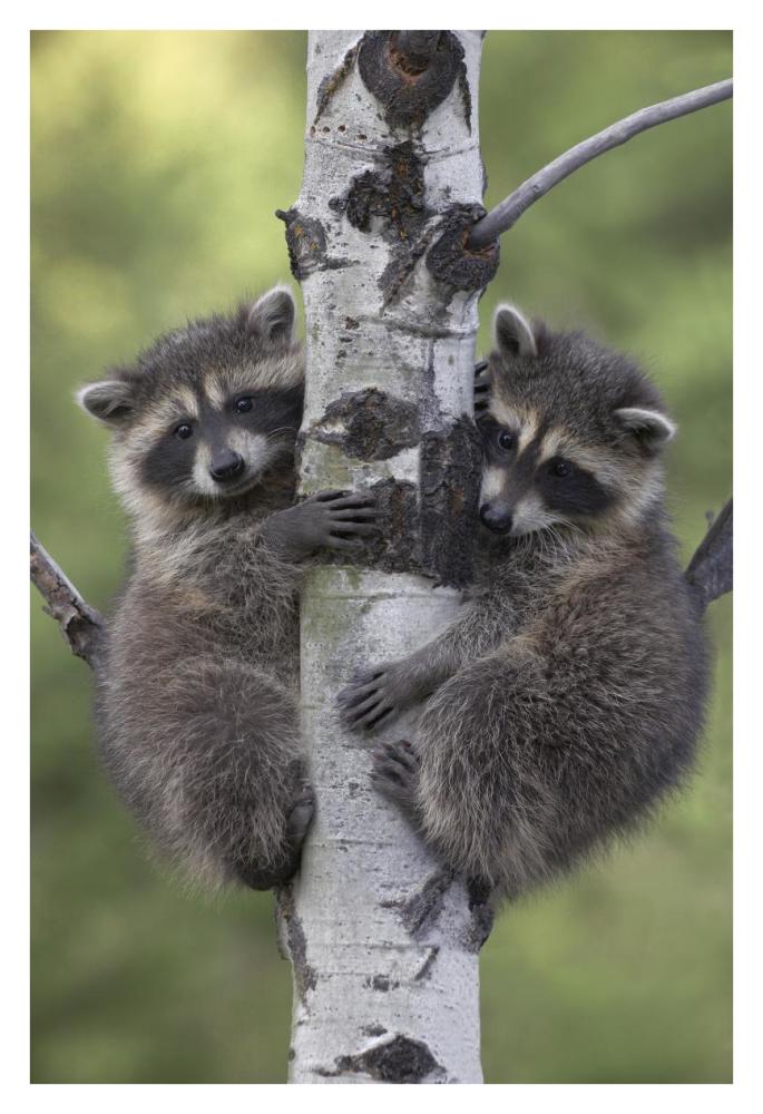 Raccoon two babies climbing tree, North America-Paper Art-26"x38"
