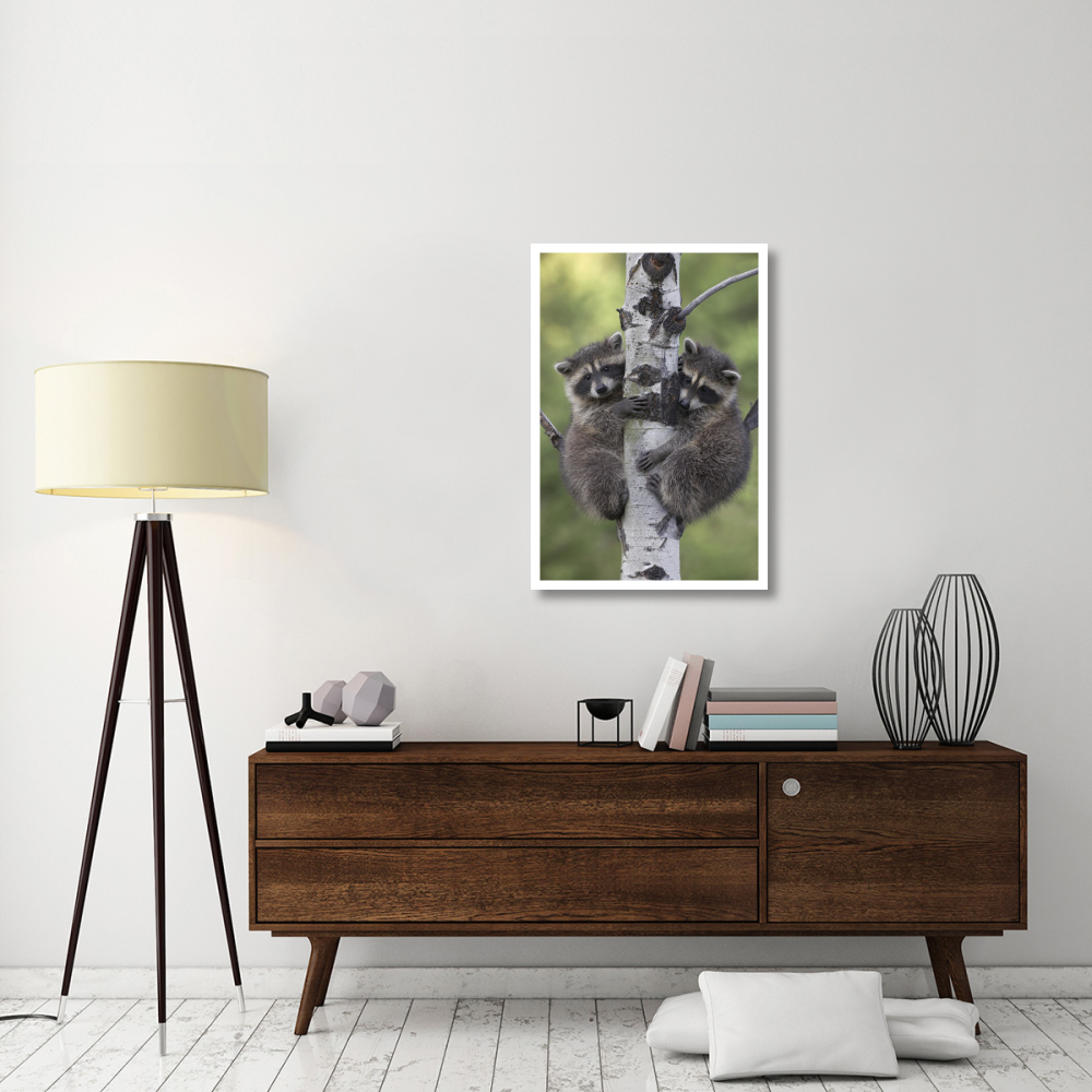 Raccoon two babies climbing tree, North America-Paper Art-26&quotx38"