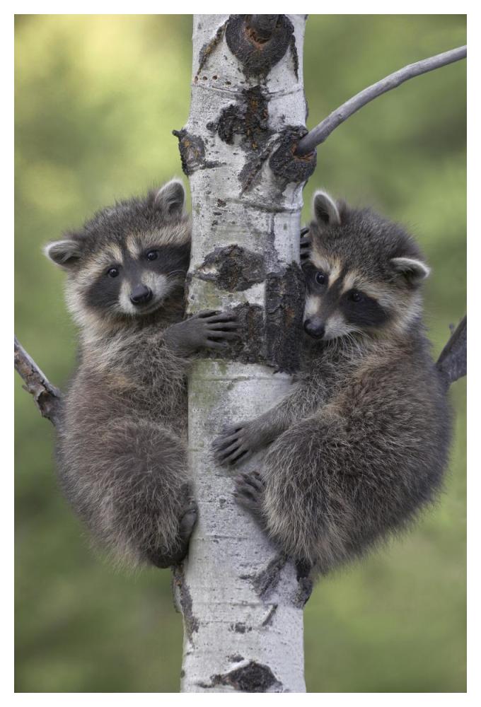 Raccoon two babies climbing tree, North America-Paper Art-34"x50"