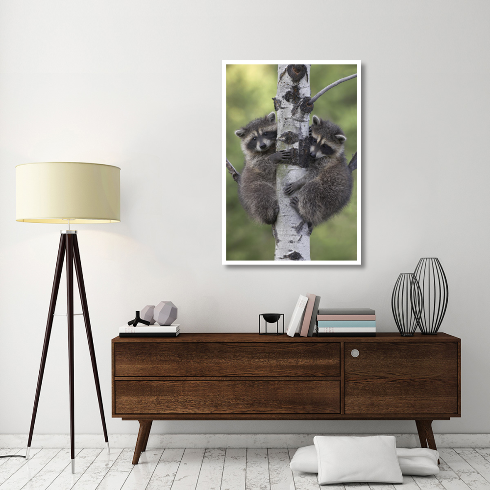 Raccoon two babies climbing tree, North America-Paper Art-34&quotx50"