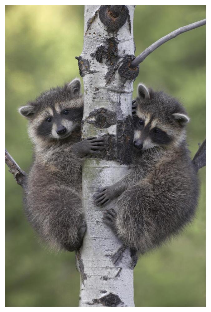 Raccoon two babies climbing tree, North America-Paper Art-42"x62"