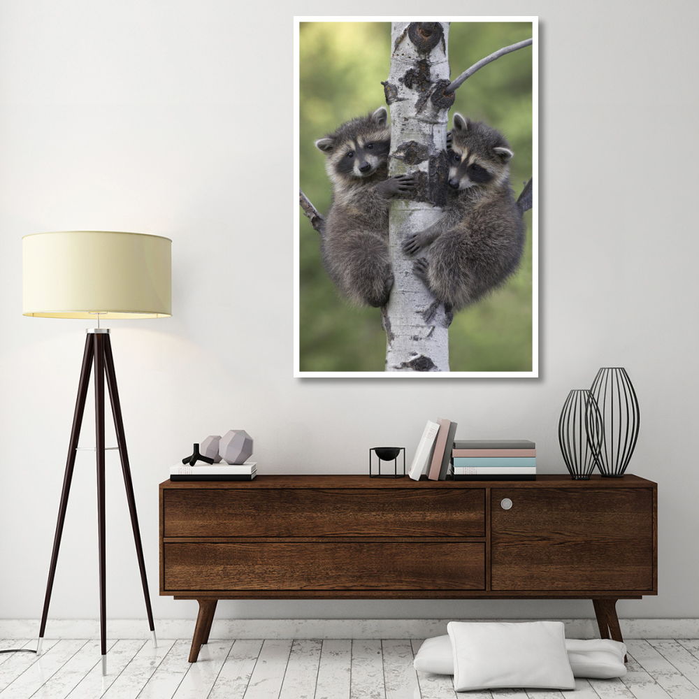 Raccoon two babies climbing tree, North America-Paper Art-42&quotx62"