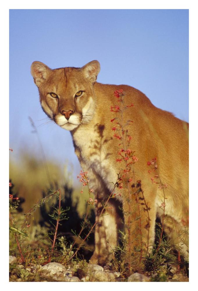 Mountain Lion or Cougar portrait, North America-Paper Art-22"x32"