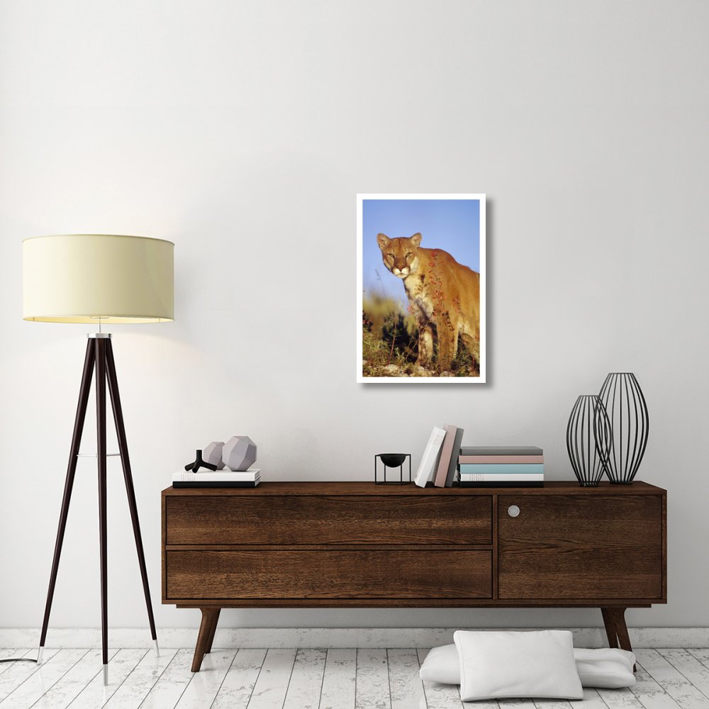 Mountain Lion or Cougar portrait, North America-Paper Art-22&quotx32"