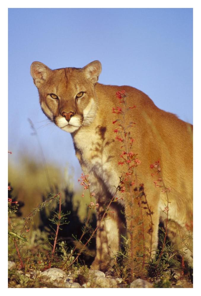 Mountain Lion or Cougar portrait, North America-Paper Art-26"x38"