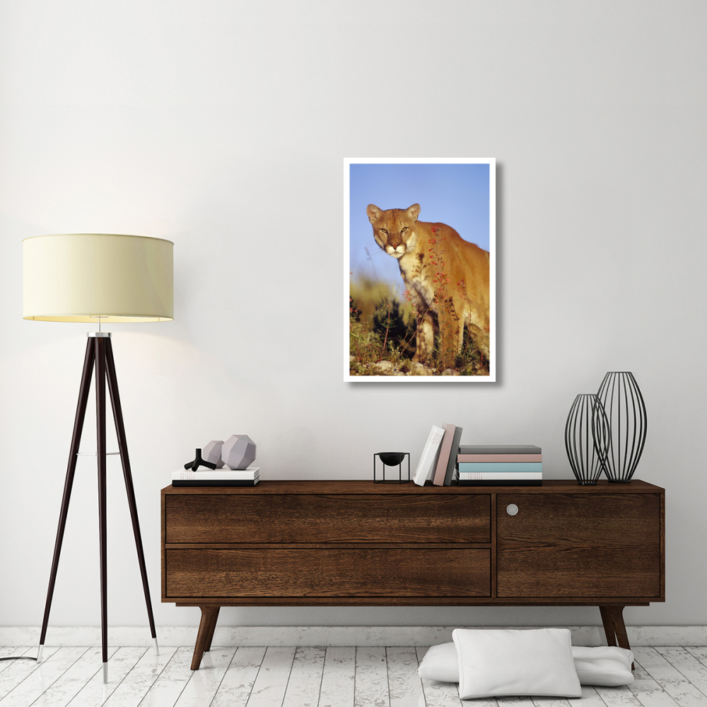 Mountain Lion or Cougar portrait, North America-Paper Art-26&quotx38"