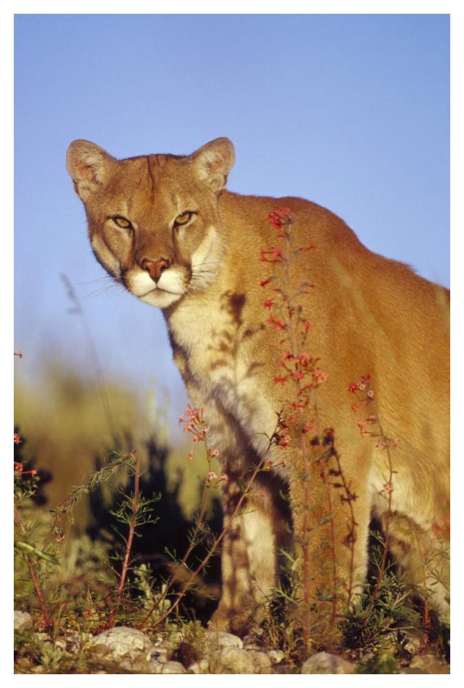 Mountain Lion or Cougar portrait, North America-Paper Art-34"x50"
